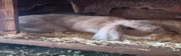 Mini Lop rabbits for sale: 5 beautiful bunnies for sale  - Advert 4