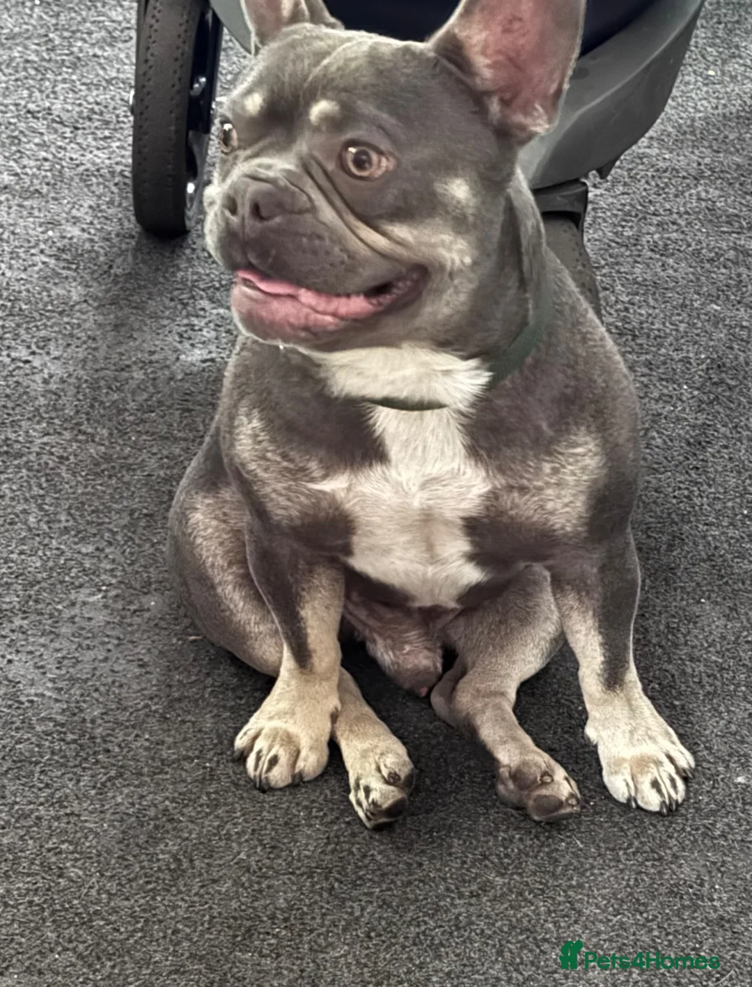 French Bulldog dogs for sale: French bulldog in Lincoln - Advert 3