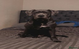 Cane Corso dogs for sale: Cane corso - pablo - Image 3