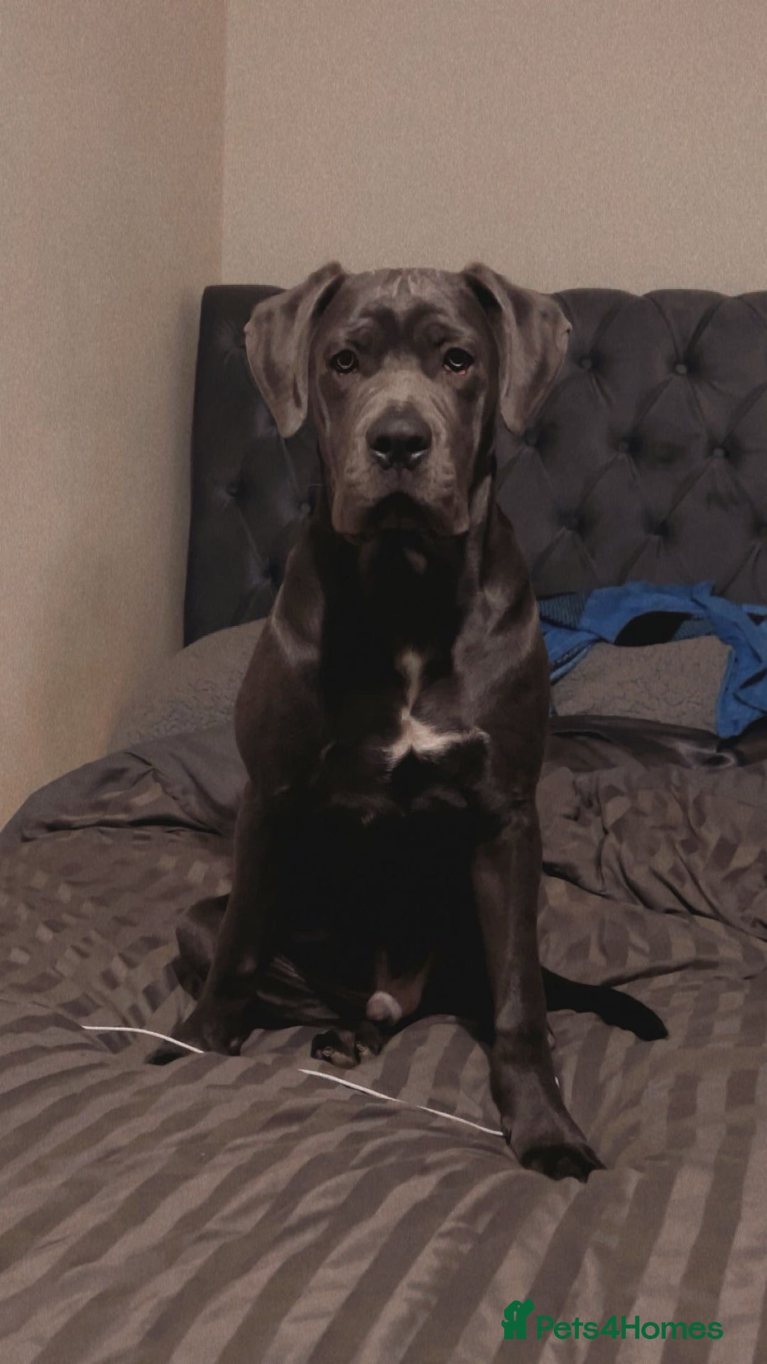 Cane Corso dogs for sale: Cane corso - pablo - Image 3
