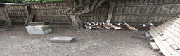 Ducks poultry for sale: POL Indian Runner Ducks in Swindon - Advert 3