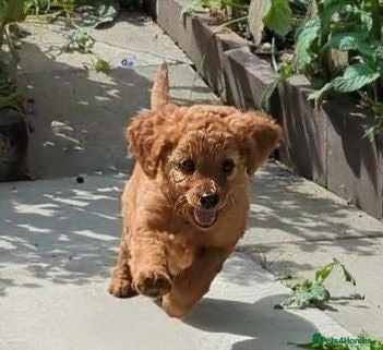Cavapoo dogs ONLY ONE BOY PUPPY LEFT, price open to negotiation - Advert 1