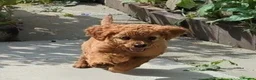 Cavapoo dogs for sale: All puppies reserved. - Advert 24