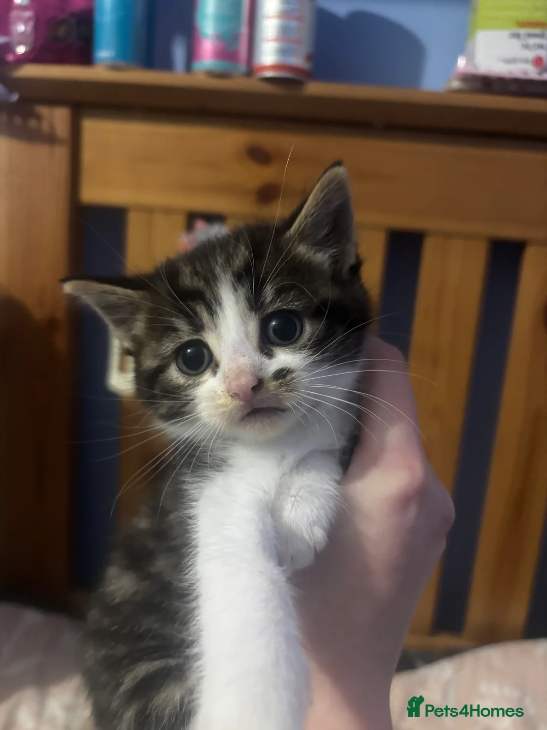 Mixed Breed cats for sale: White and grey Tabby 1M/1F ready 19 Feb - Advert 6