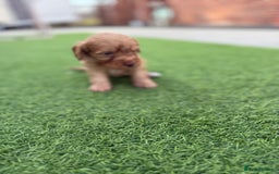 Cockapoo dogs for sale: Cockerpoo puppies - Image 12