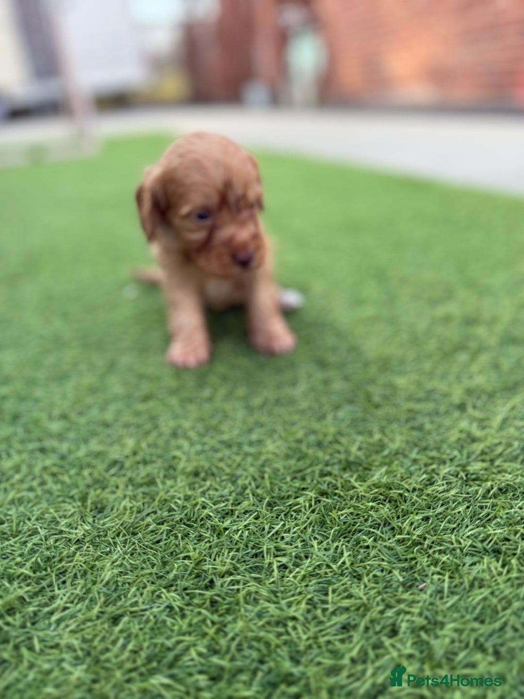 Cockapoo dogs for sale: Cockerpoo puppies - Image 12