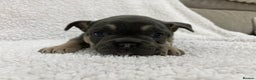 French Bulldog dogs for sale: French bulldog puppies  - Advert 8