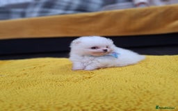 Pomeranian dogs for sale: Exellent quality mini ** pomeranian puppies  - Image 2