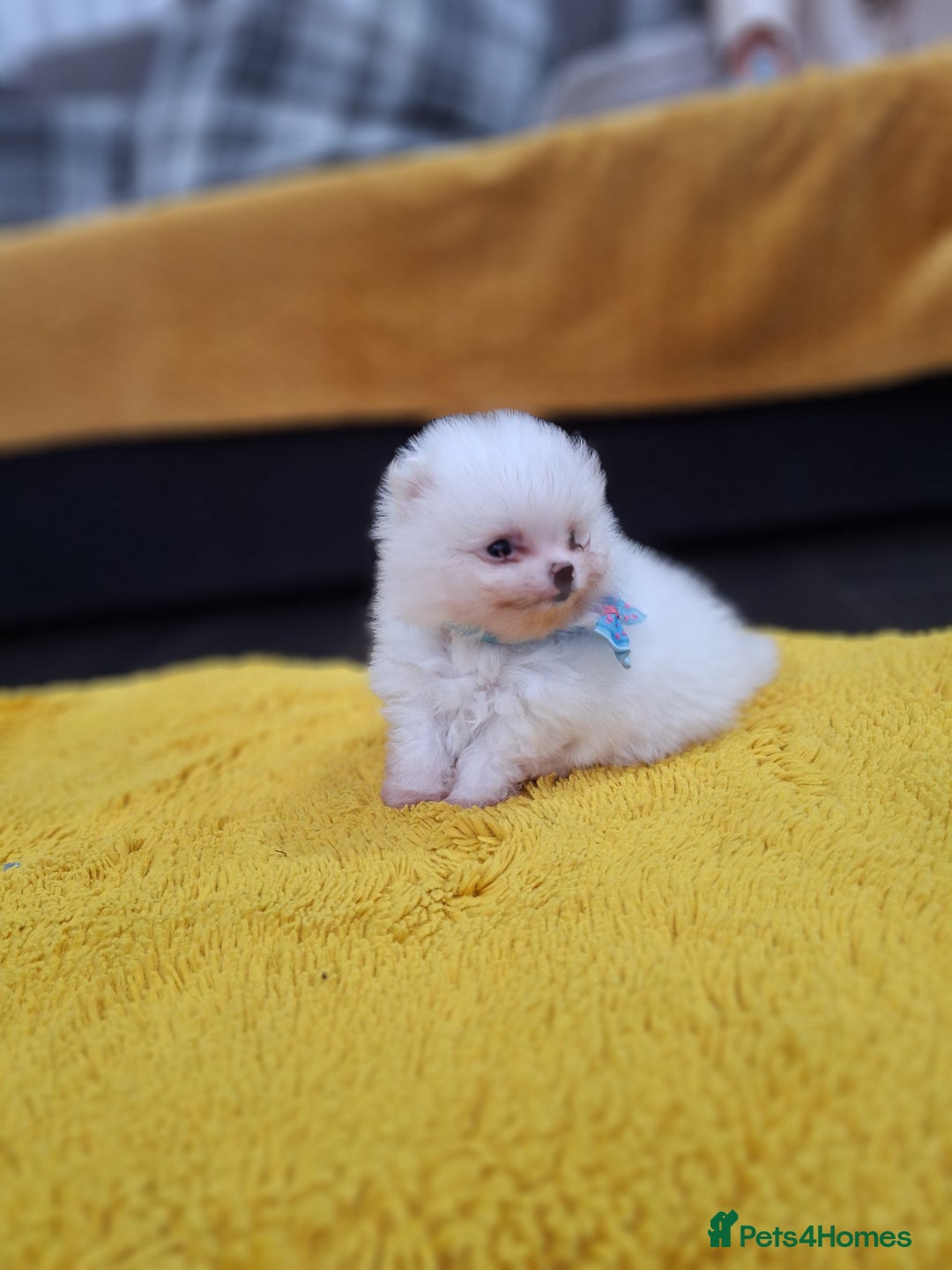 Pomeranian dogs for sale: Exellent quality mini ** pomeranian puppies  - Image 2