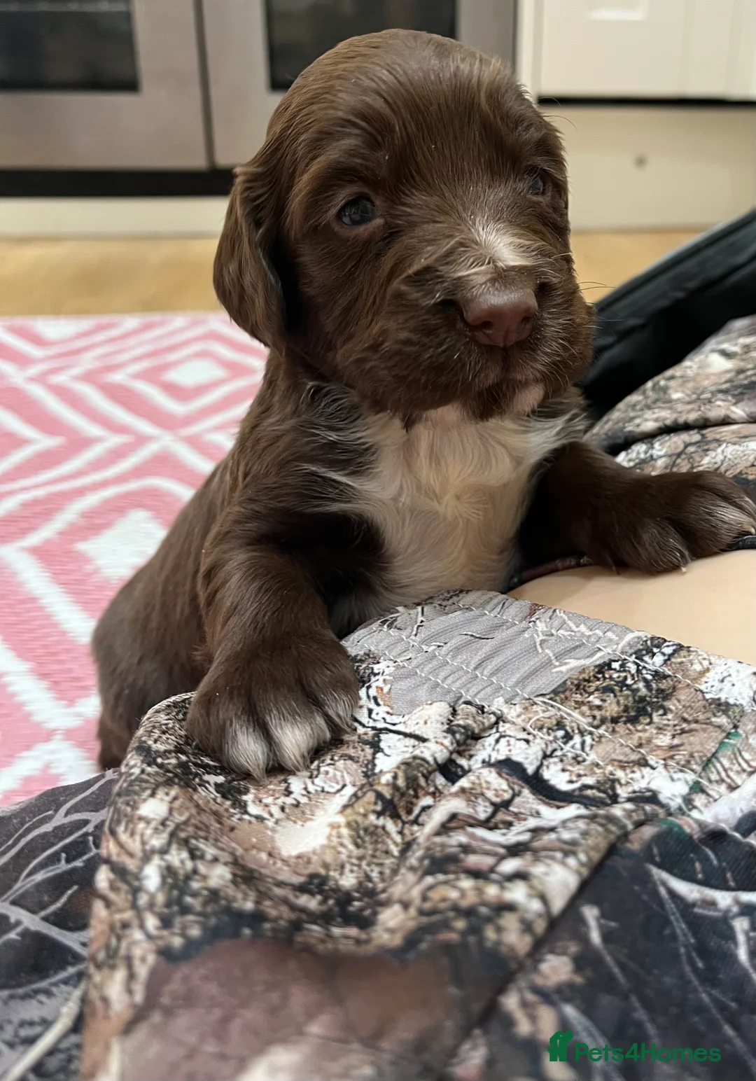 Sprocker dogs for sale: Sprocker puppies for sale  - Advert 6