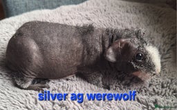 Guinea Pig rodents for sale: Bonded skinny/werewolf guinea pigs  - Image 3