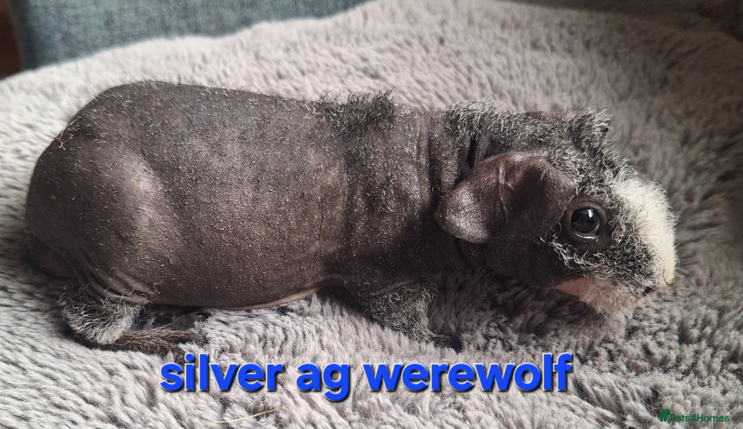 Guinea Pig rodents for sale: Bonded skinny/werewolf guinea pigs  - Image 3
