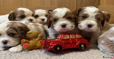 Cavalier King Charles Spaniel dogs - Advert 1