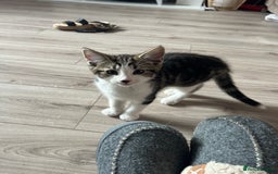 Domestic Shorthair cats for sale: Female kitten  - Image 3