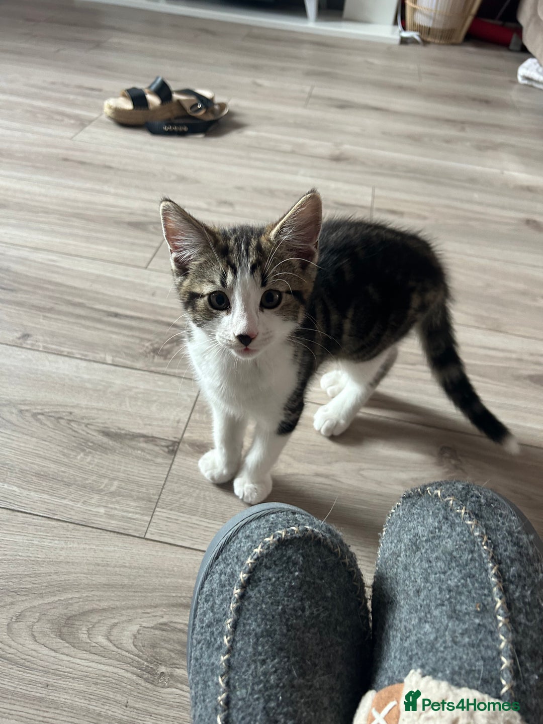 Domestic Shorthair cats for sale: Female kitten  - Image 3