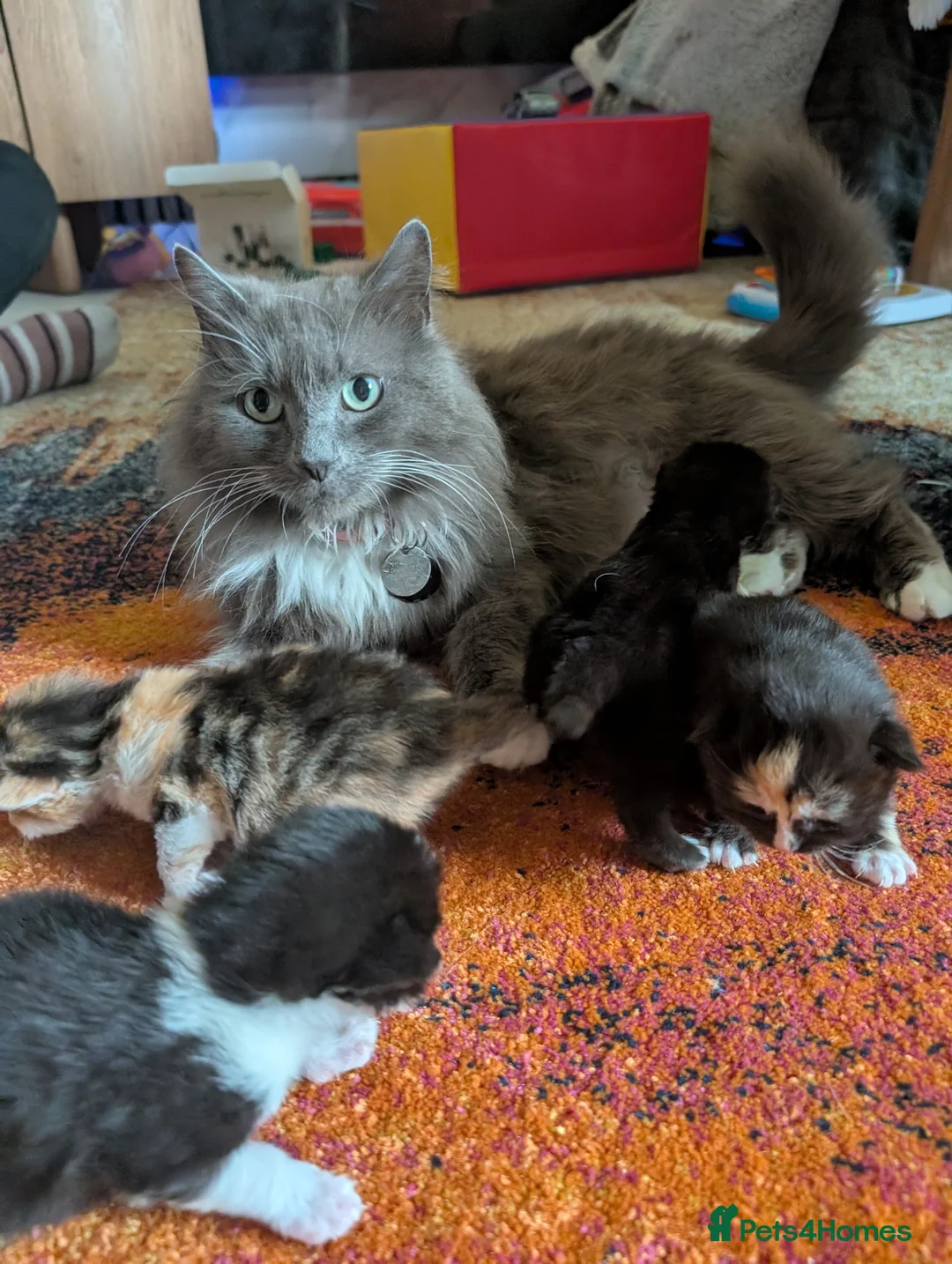 Mixed Breed cats for sale: Gorgeous kittens half ragdoll/ russian blues  - Advert 2