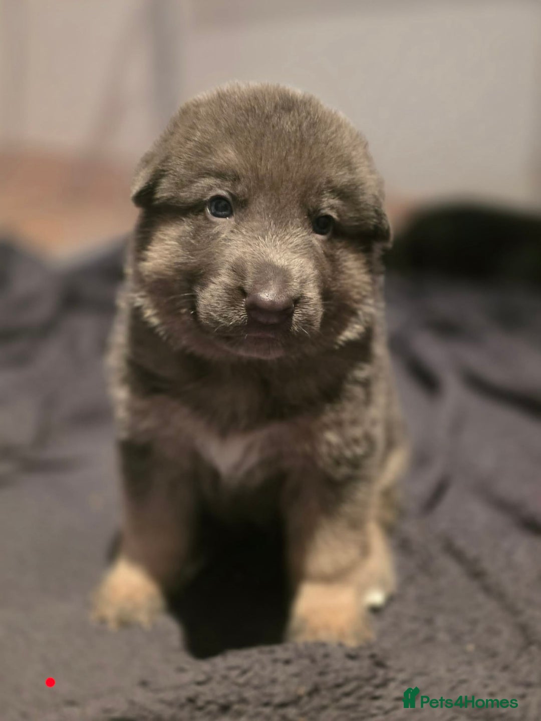 German Shepherd dogs for sale: Cute German shepherd puppies  - Advert 2