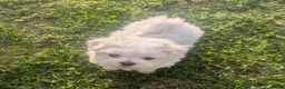 Maltese dogs for sale: TOY BOY MALTESE 💙💙 PRICE REDUCED! - Advert 3