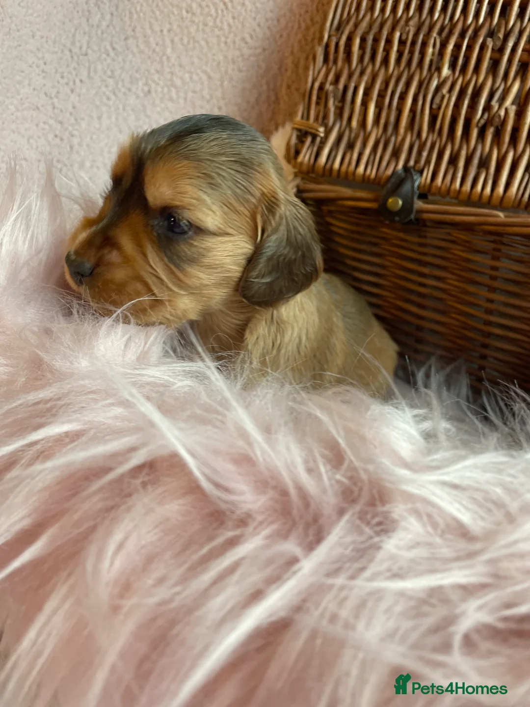 Mixed Breed dogs for sale: V.RARE ! Miniature GOLDEN RETRIEVERS(Dakota sport) - Advert 24