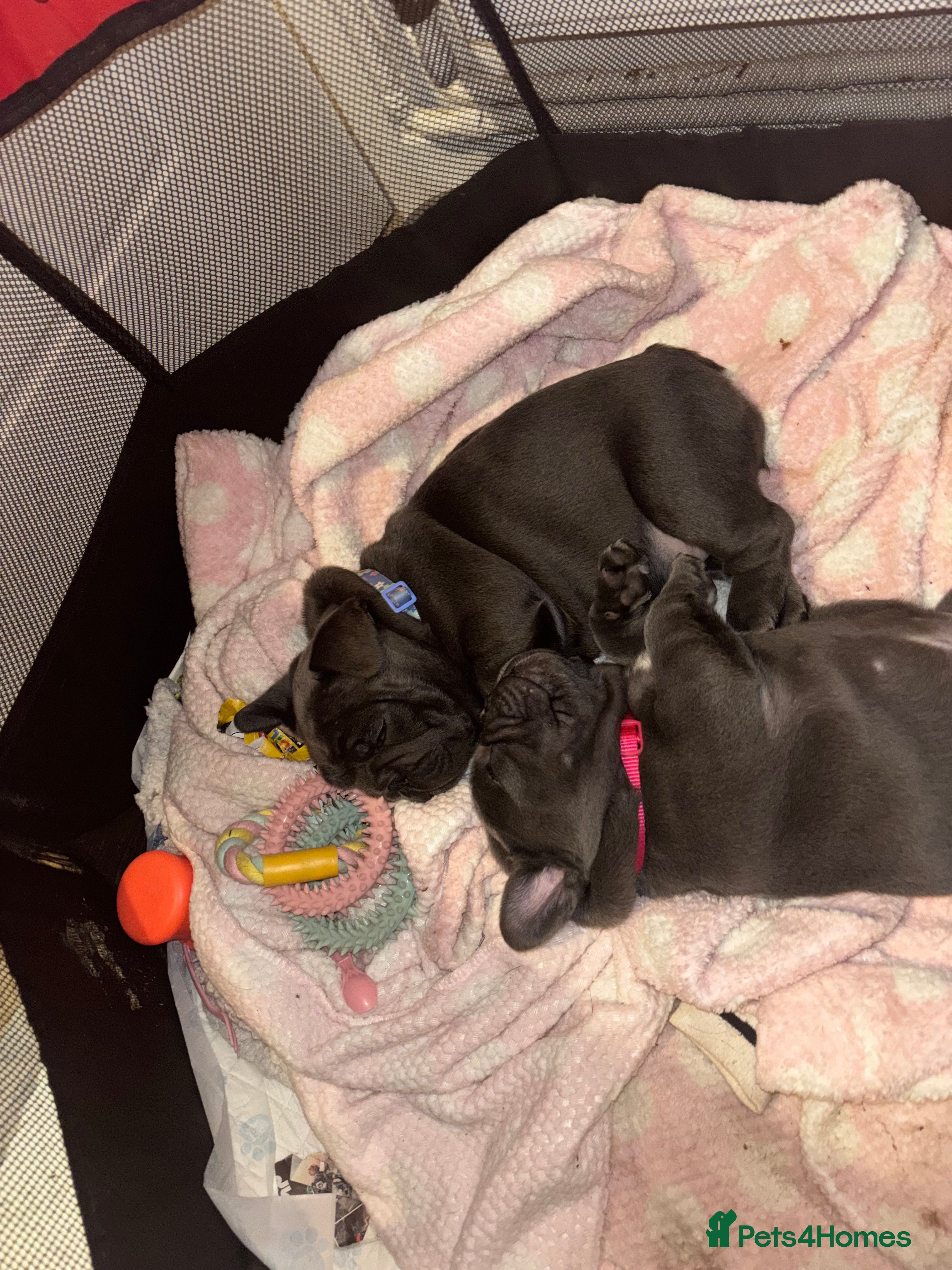 French Bulldog dogs Mini bulls - Advert 5