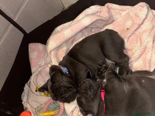 French Bulldog dogs Mini bulls - Advert 8