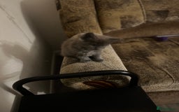 Maine Coon cats for sale: Purebred Maine Coons kittens.  - Image 6