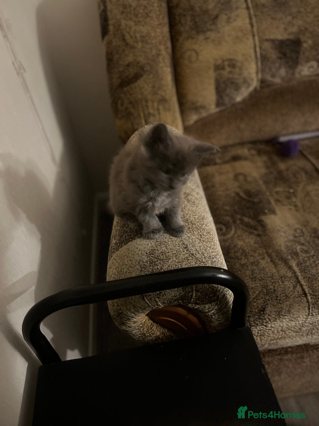 Maine Coon cats for sale: Purebred Maine Coons kittens.  - Image 6