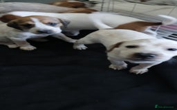 Mixed Breed dogs for sale: Beautiful puppies  - Image 19