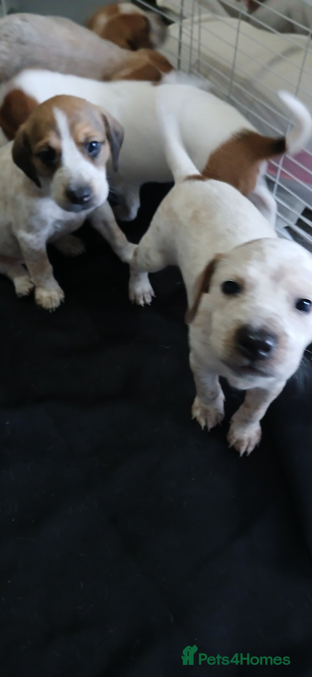 Mixed Breed dogs for sale: Beautiful puppies  - Image 19