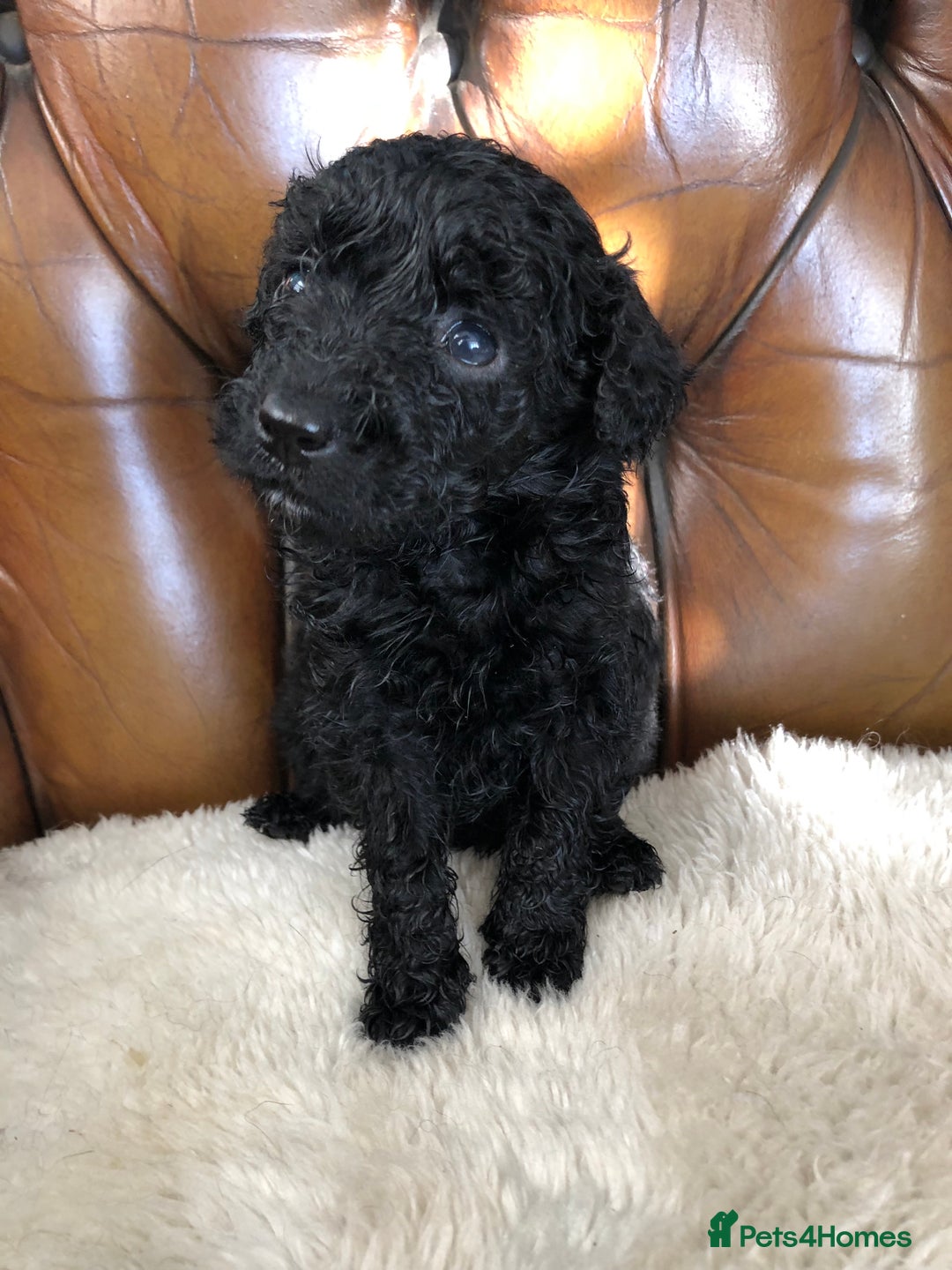 Labradoodle dogs for sale: Miniature Curly-Coated Teddybear Labradoodles  - Advert 37