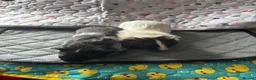 Guinea Pig rodents for sale: All sow guinea pigs  - Advert 2