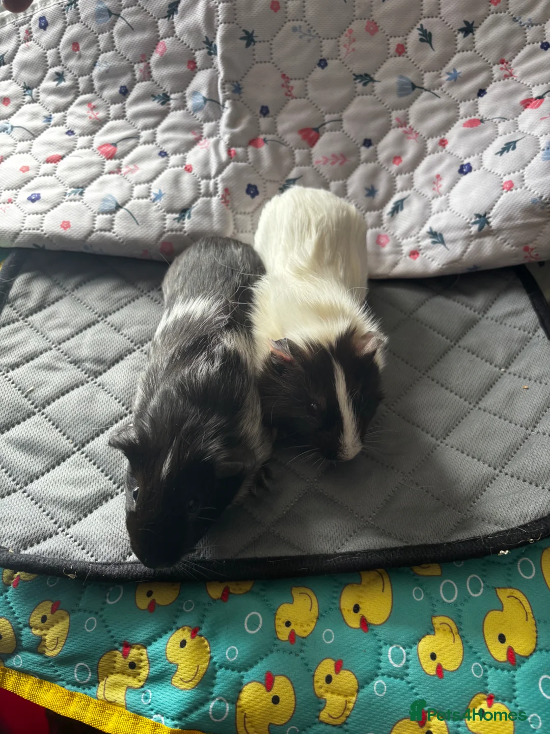 Guinea Pig rodents for sale: All sow guinea pigs  - Advert 2