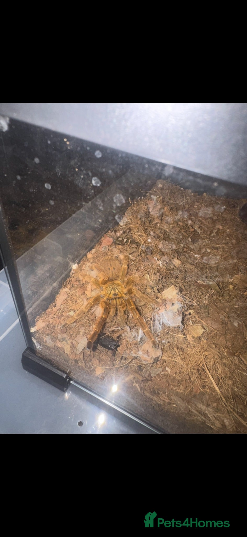 Tarantulas invertebrates Tarantula Collection For Sale - Advert 2