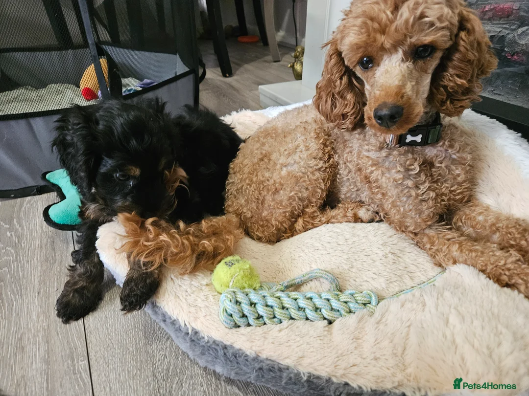 Cockapoo dogs for sale: licensed breeder, 1 BOY available for loving home - Advert 2