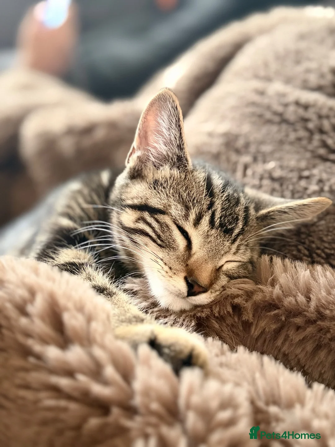 Mixed Breed cats for sale: Mixed Breed, Kiro in Clacton-on-Sea - Advert 2
