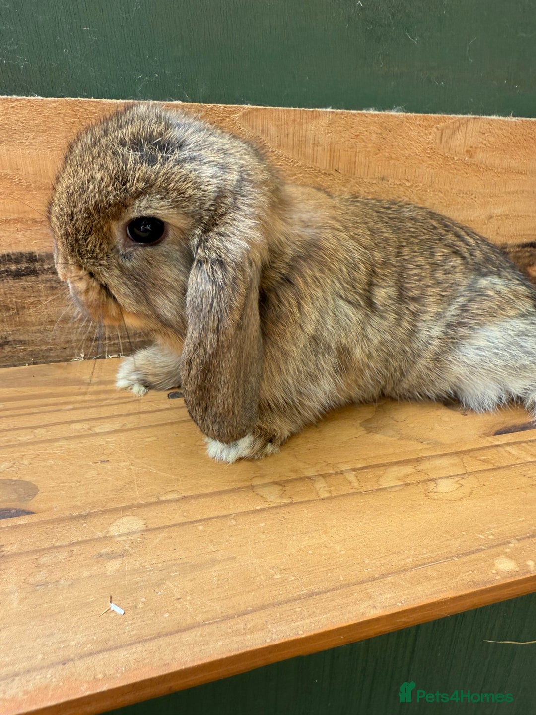 Mini Lop rabbits for sale: MINI LOP BUNNIES / PEDIGREE  - Image 10