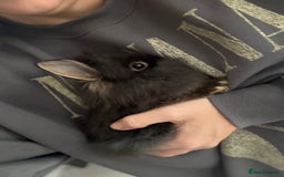 Netherland Dwarf rabbits for sale: 1/2 Netherlands dwarf 1/2 lion head dwarf babies - Image 6
