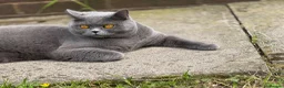 British Shorthair cats for sale: Pedigree Adult male British short blue hair cat  - Advert 4