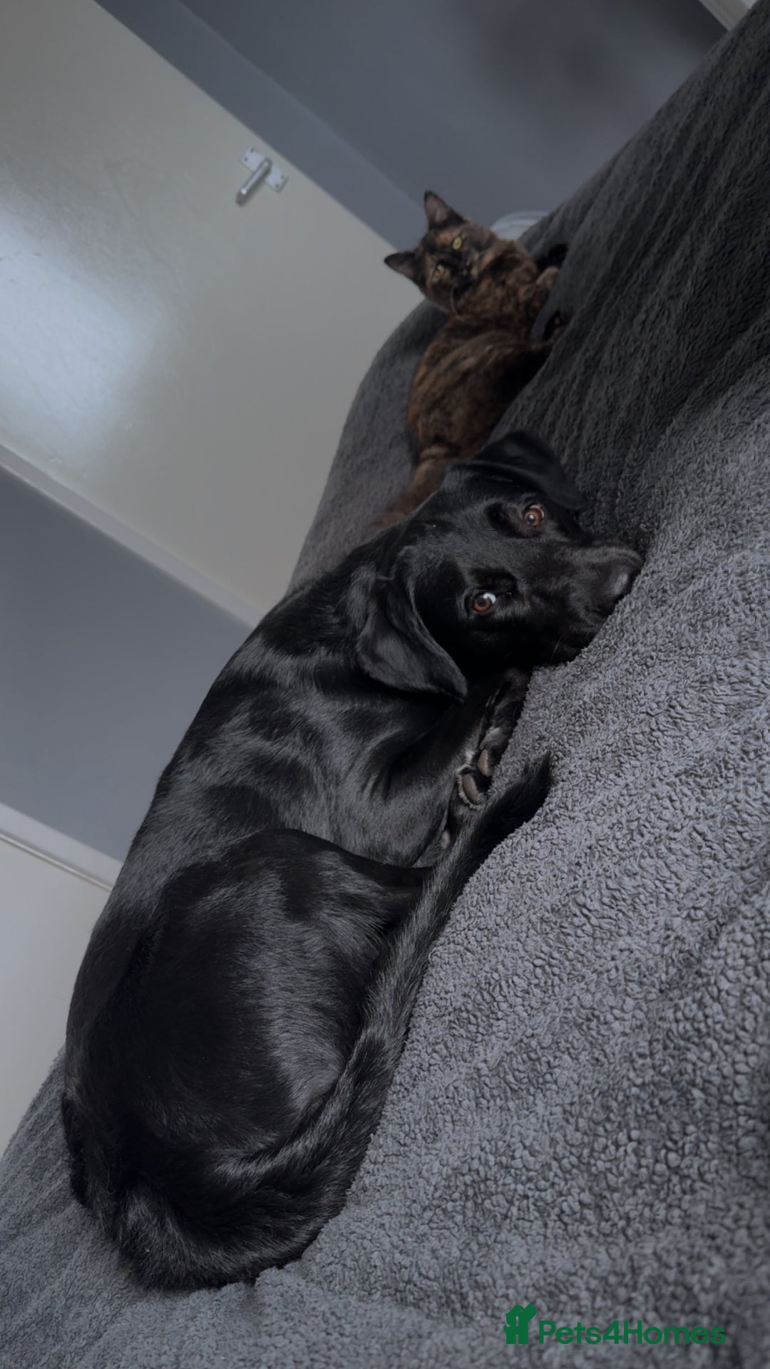 Borador dogs for sale: Lab mix collie  - Image 2