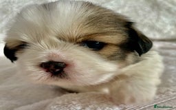 Shih Tzu dogs for sale: Adorable Imperial Shih Tzu Puppies - Advert 5