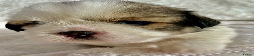 Shih Tzu Puppy 1 Boy