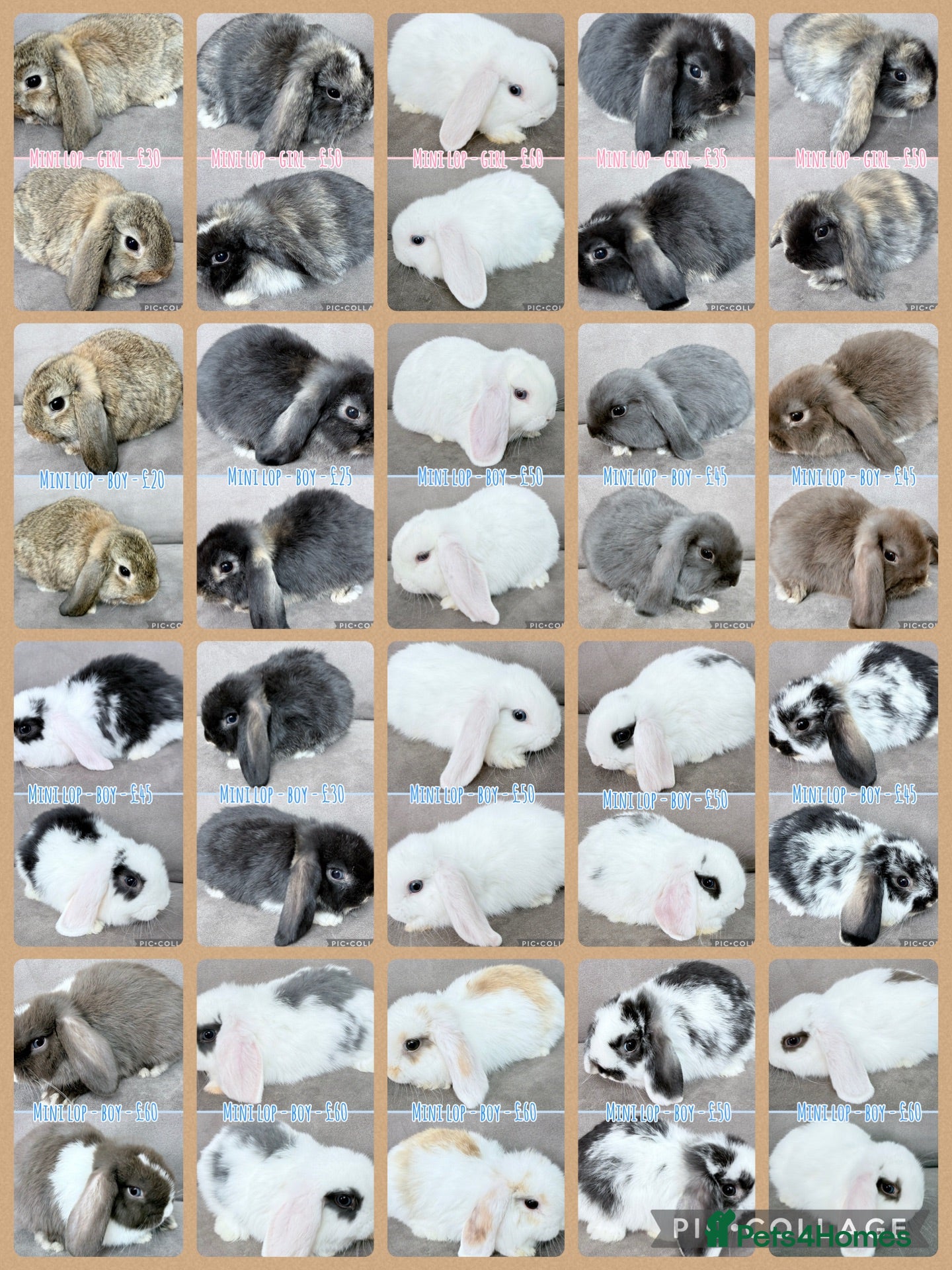 Mini Lop rabbits Mini Lop Rabbits - Advert 1