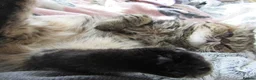 Exotic cats for sale: Beautiful Exotic female kittens Ready Now - Advert 15