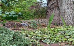 Savannah cats for sale: Pedigree Early generation TICA Reg Savannah Lady in Darlington - Image 27