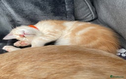 Maine Coon cats for sale: Maine Coon Cross Kittens 3 Girls , 2 Boys - Image 23