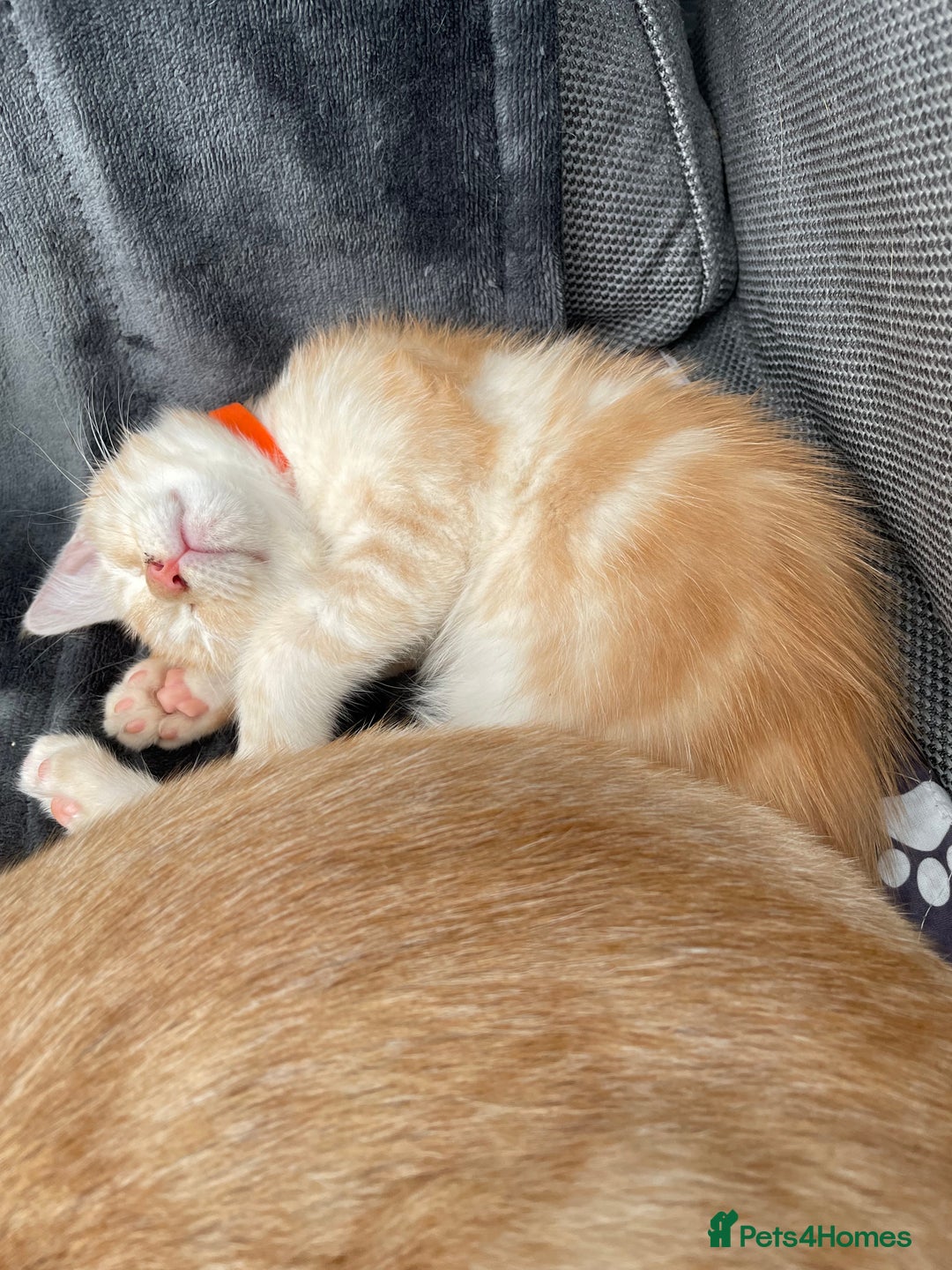 Maine Coon cats for sale: Maine Coon Cross Kittens 3 Girls , 2 Boys - Image 23