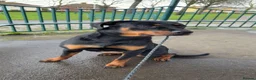 Rottweiler dogs for sale: Rottweiler 1 years old on 25th March  - Advert 2