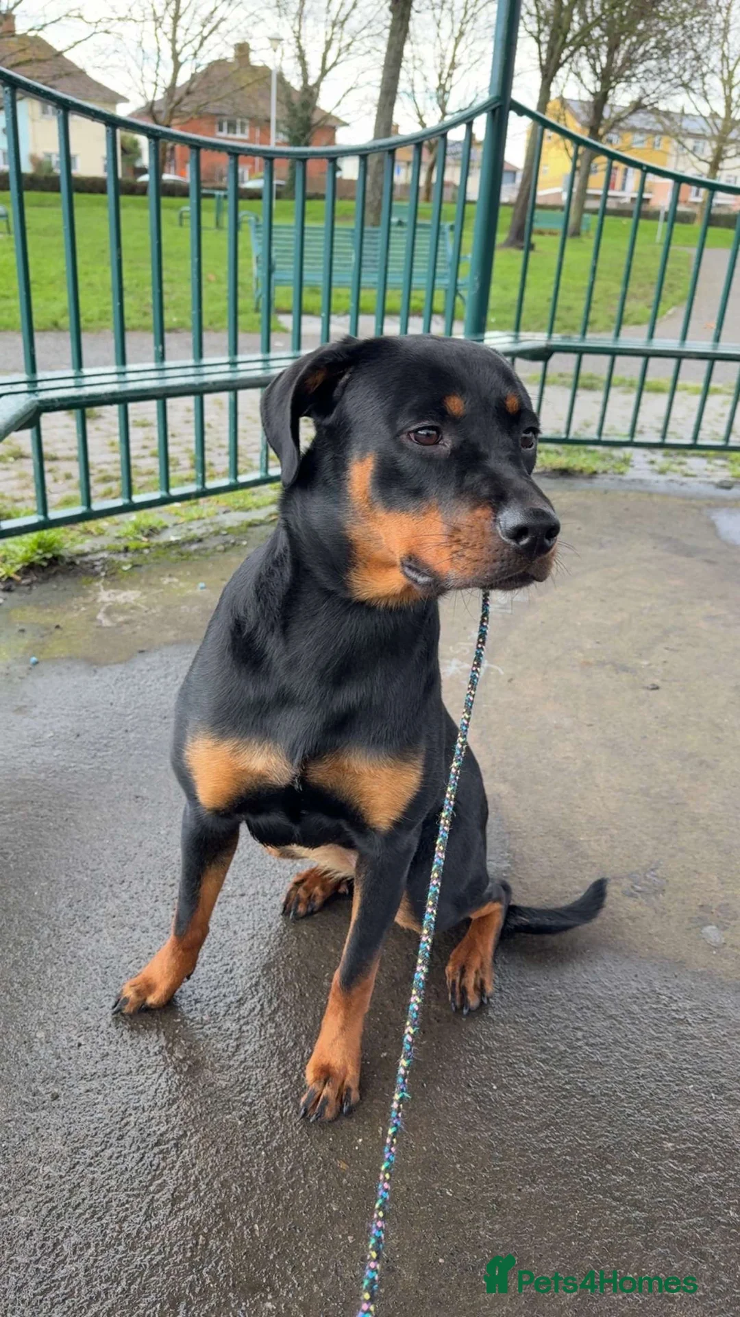 Rottweiler dogs for sale: Rottweiler 1 years old on 25th March  - Advert 2