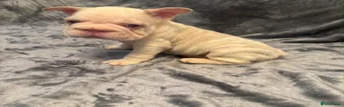 French Bulldog 1