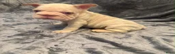 French Bulldog dogs for sale: 7 beautiful French bulldog puppies  - Advert 14
